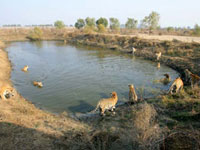 pagkaubos ng kagubatan